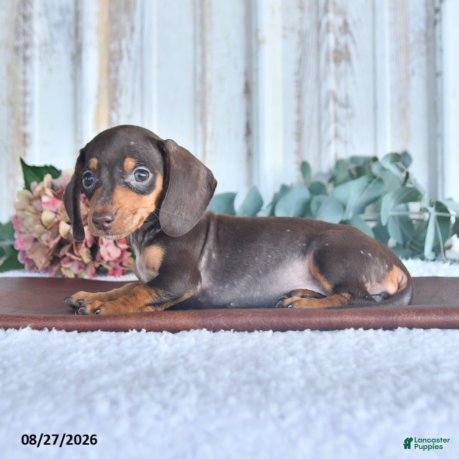 Miniature Dachshund dogs Mocha - Ad 2