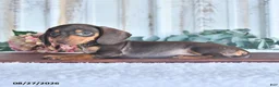 Miniature Dachshund dogs for sale: Mocha - Ad 2