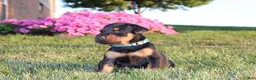 Doberman Pinscher dogs for sale: Jace - Ad 9
