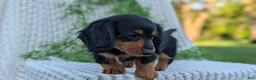 Miniature Dachshund dogs for sale: Riley - Ad 74