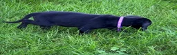 Labrador Retriever dogs for sale: Labrador Retriever 1 - Ad 5