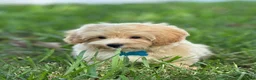 Maltipoo dogs for sale: Theo - Ad 5