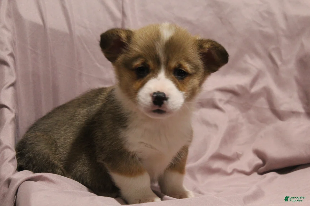 Welsh Corgi Pembroke dogs for sale: Milo - Ad 2