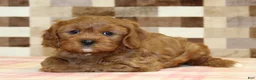 Cavapoo dogs for sale: Ginger - Ad 3