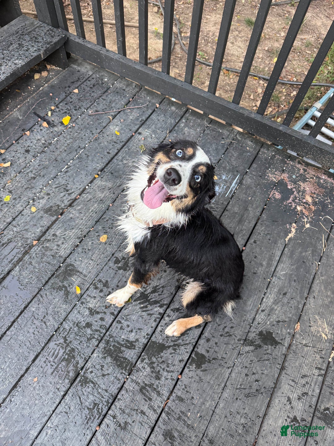 Australian Shepherd dogs for sale: Kylo (Kylo Ren) - Ad 5