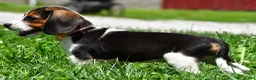 Beagle dogs for sale: Viola - Ad 6