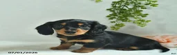 Miniature Dachshund dogs for sale: Geraldine  - Ad 3