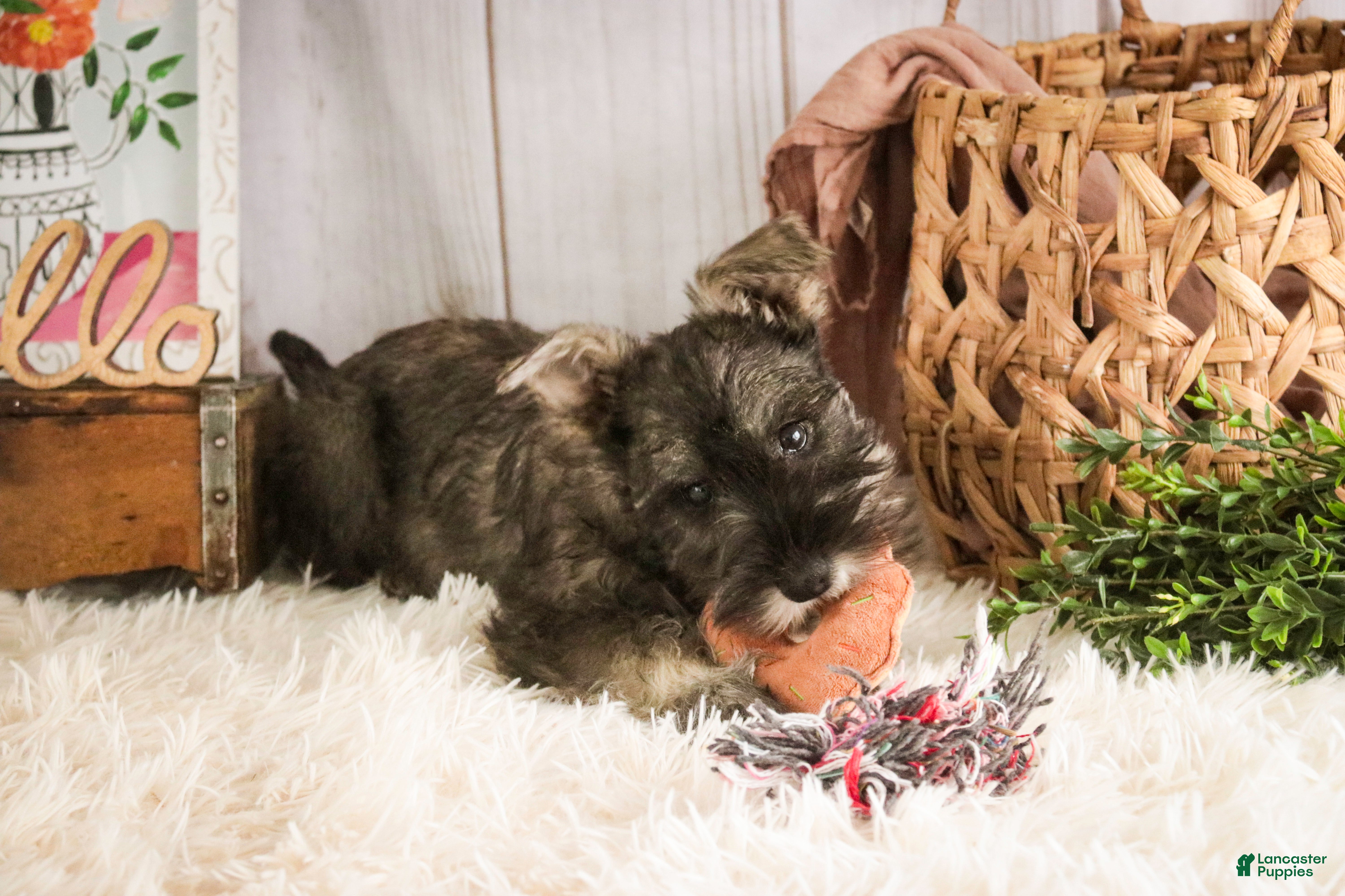 Miniature Schnauzer dogs Millie - Ad 40