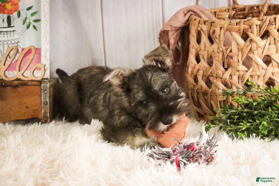 Miniature Schnauzer dogs for sale: Millie - Ad 1