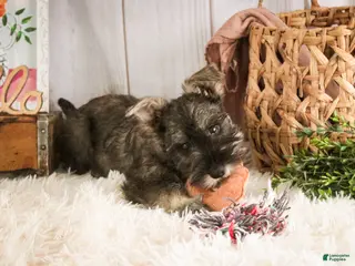 Miniature Schnauzer dogs Millie - Ad 40