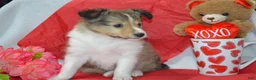 Shetland Sheepdog dogs for sale: Cherie - Ad 6