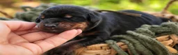 Doberman Pinscher dogs for sale: Reverie - Ad 2