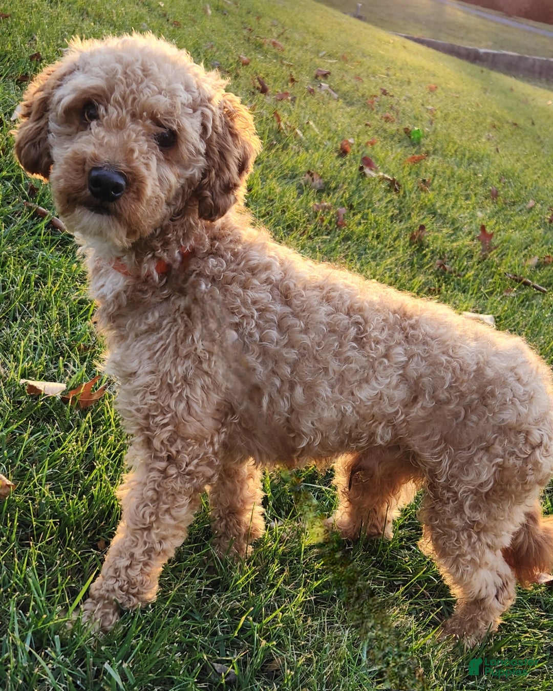 Cavapoo dogs for sale: Finley - Ad 12