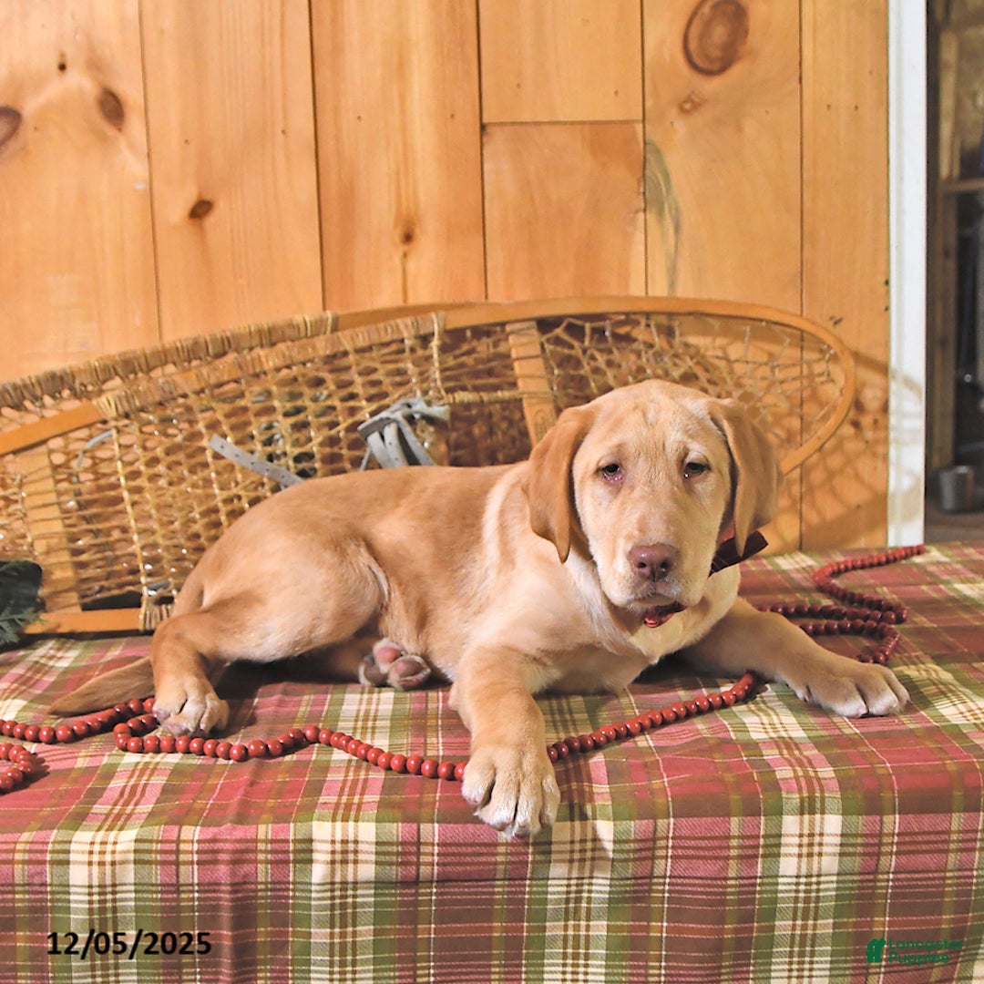 Labrador Retriever dogs for sale: Princess - Ad 5