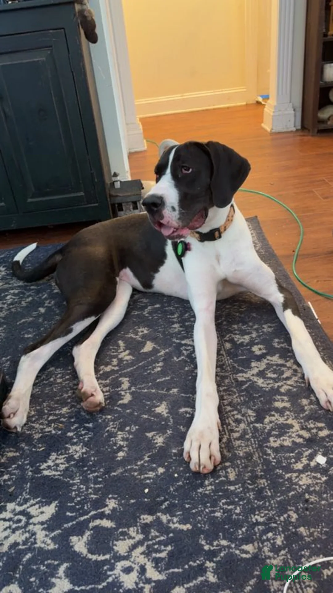 Great Dane dogs for sale: Penny - Ad 2