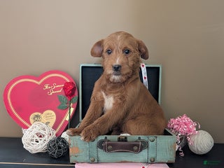 Mixed Breed dogs Tony - Ad 3