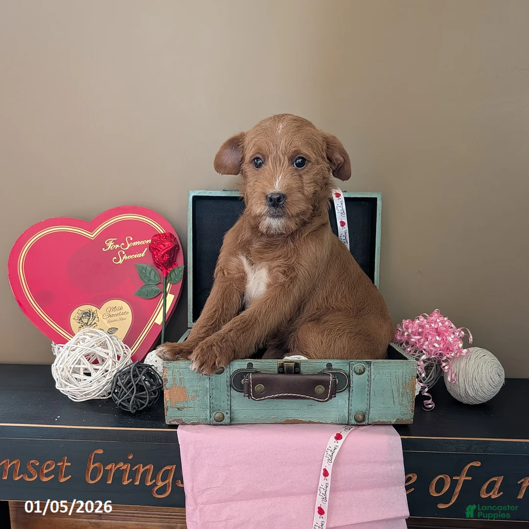 Mixed Breed dogs for sale: Tony - Ad 1