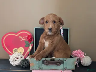 Mixed Breed dogs Tony - Ad 3