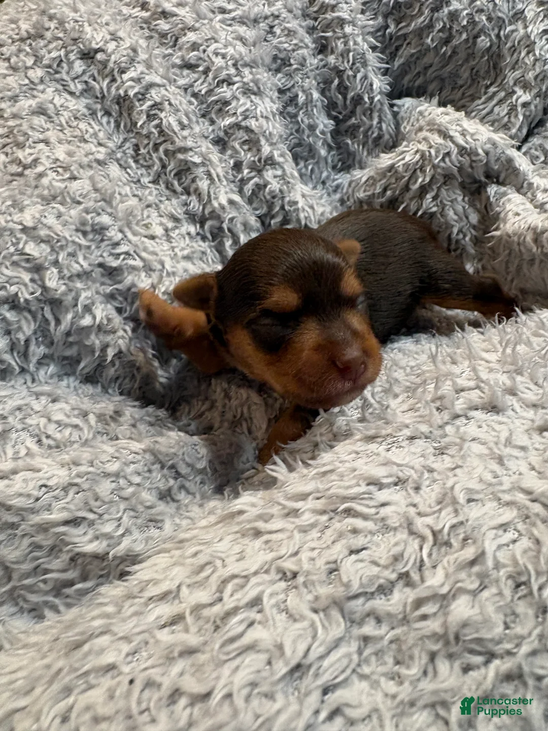 Yorkshire Terrier dogs for sale: Princess peachy - Ad 1