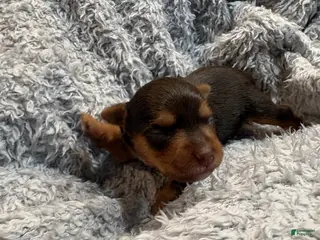 Yorkshire Terrier dogs Princess peachy - Ad 10