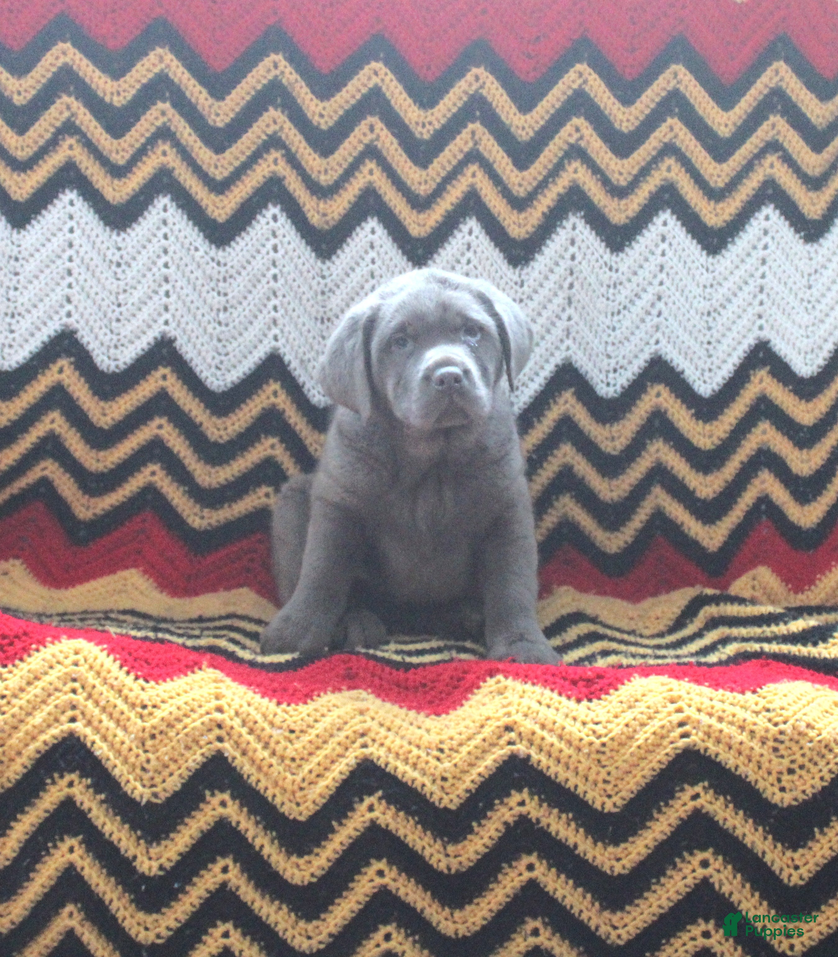 Labrador Retriever dogs Frank - Ad 41