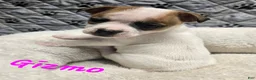 Jack Russell Terrier dogs for sale: Jack Russell Terrier Puppy 5 - Ad 3