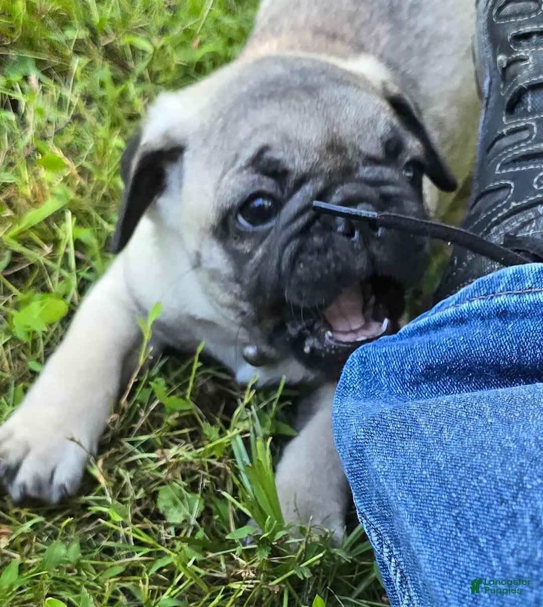 Pug dogs for sale: Derek - Ad 4