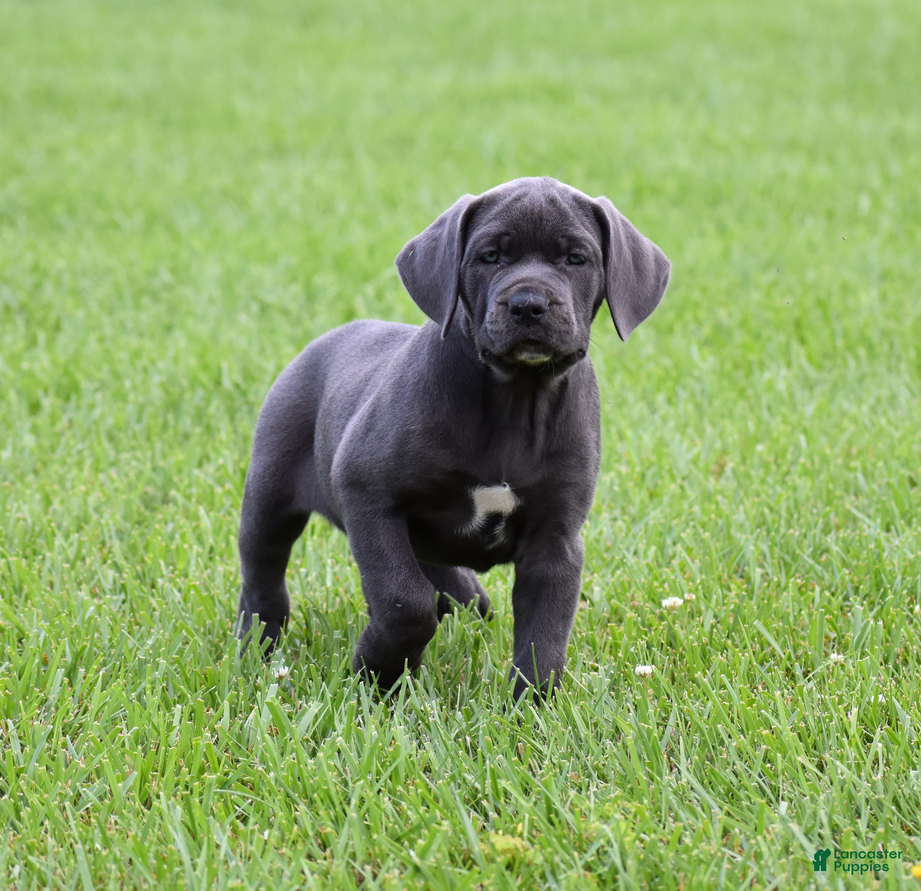 Cane Corso dogs Tess - Ad 2