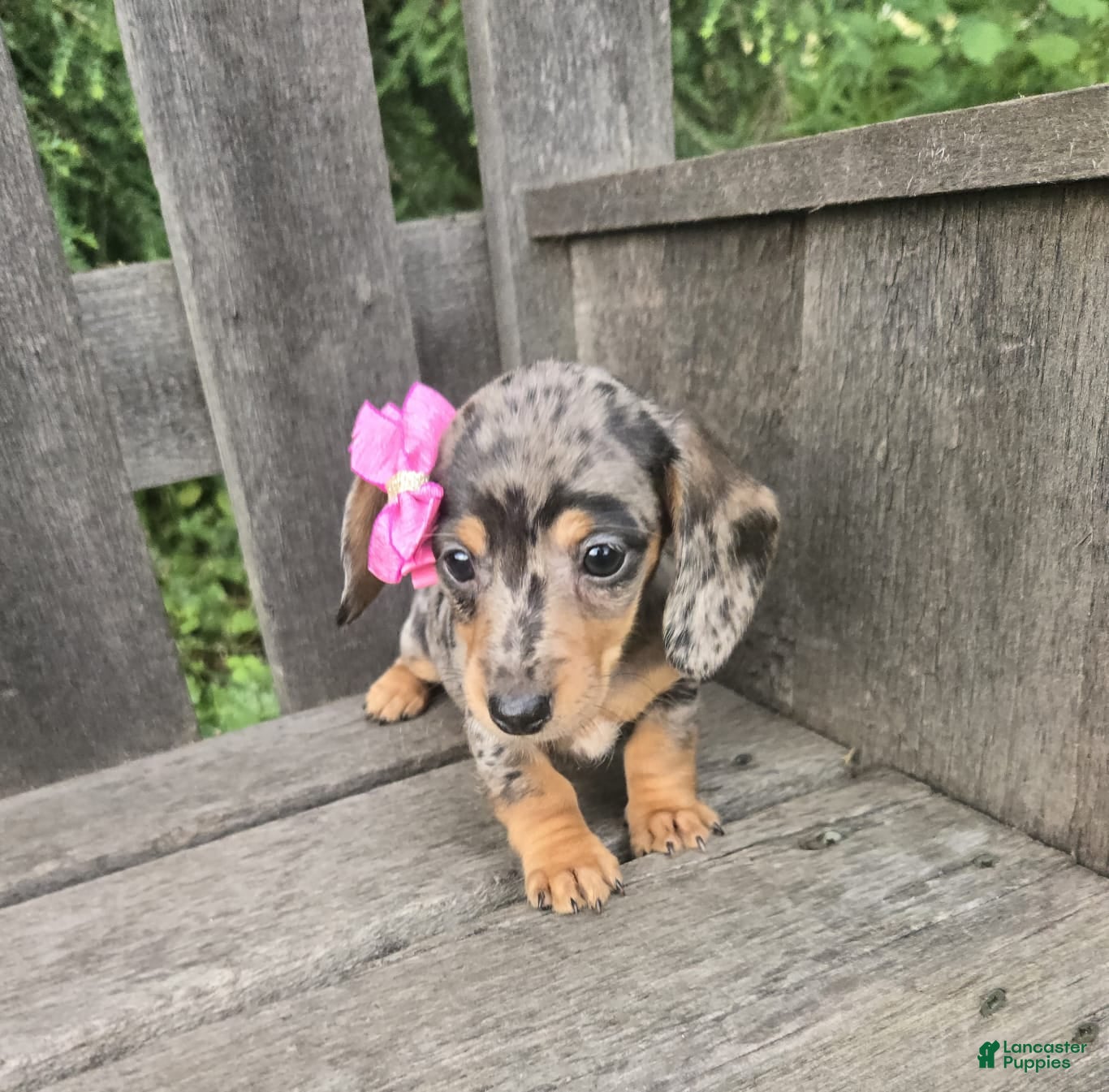 Miniature Dachshund dogs Button - Ad 2