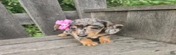 Miniature Dachshund dogs for sale: Button - Ad 2