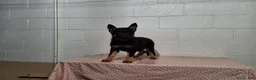 German Shepherd dogs for sale: DARLING - Ad 3