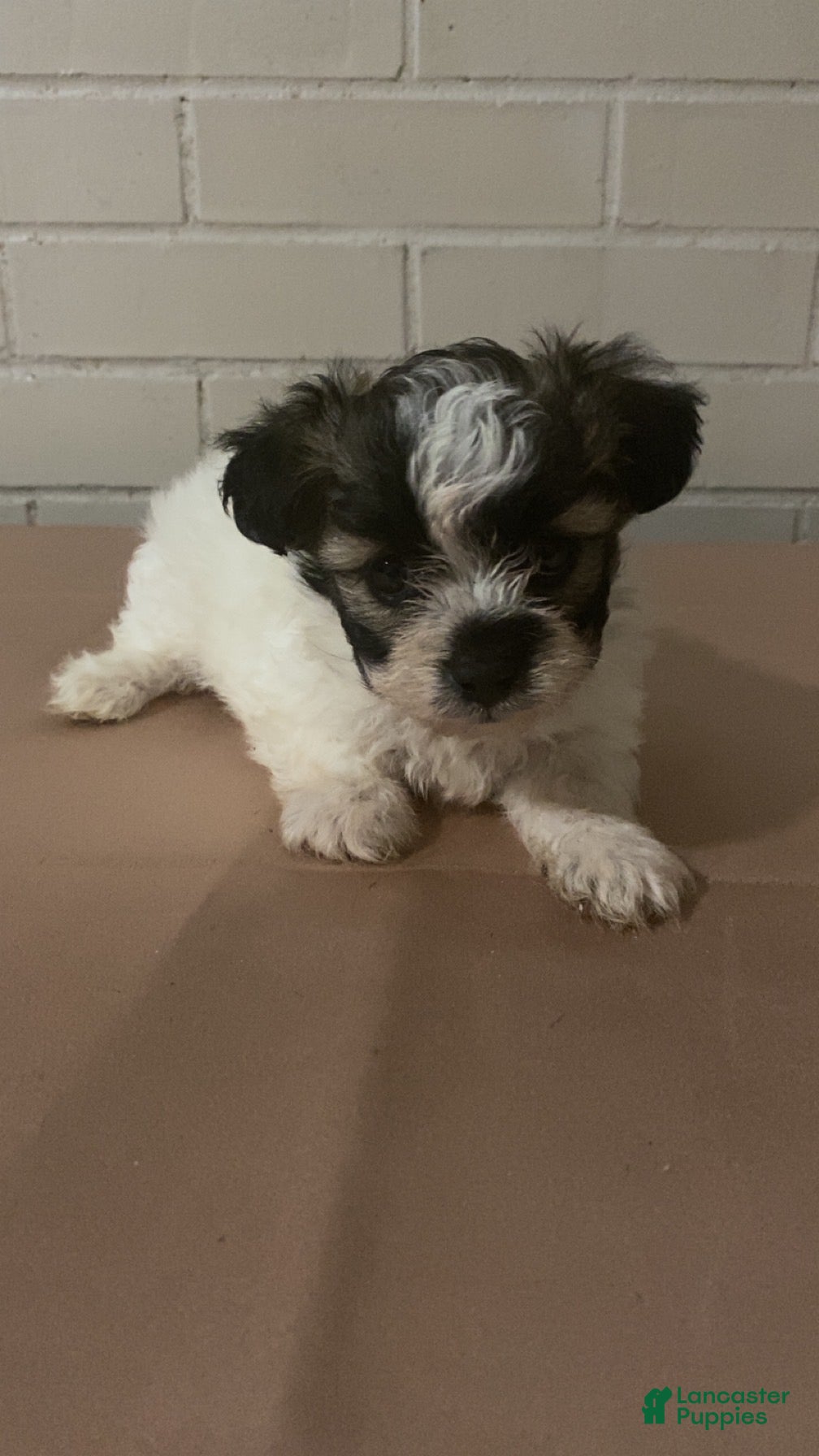 Mixed Breed dogs Mixed Breed Puppy 1 - Ad 34