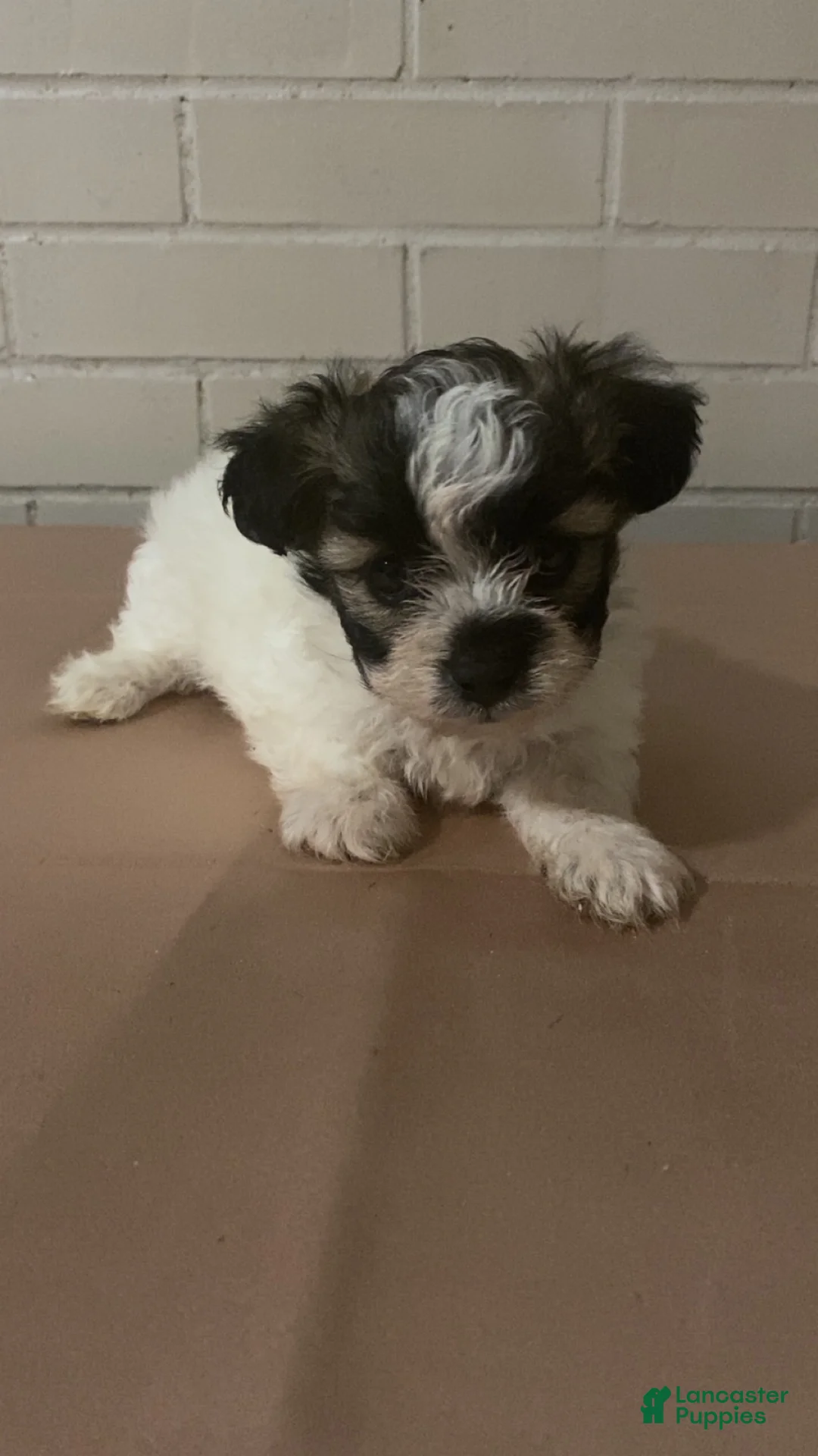 Mixed Breed dogs for sale: Mixed Breed Puppy 1 - Ad 1