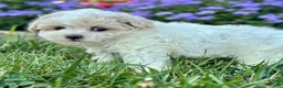 Maltipoo dogs for sale: Casey - Ad 5