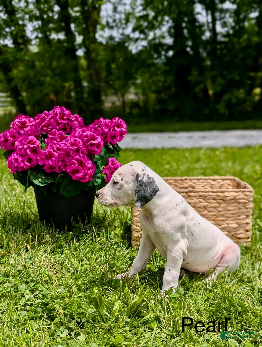 Mixed Breed dogs for sale: Pearl - Ad 2