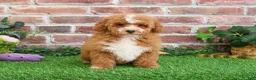 Mini Goldendoodle dogs for sale: Spaghetti - Ad 13