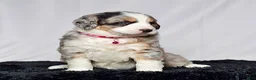Bernedoodle dogs for sale: Ms. Sadie - Ad 3