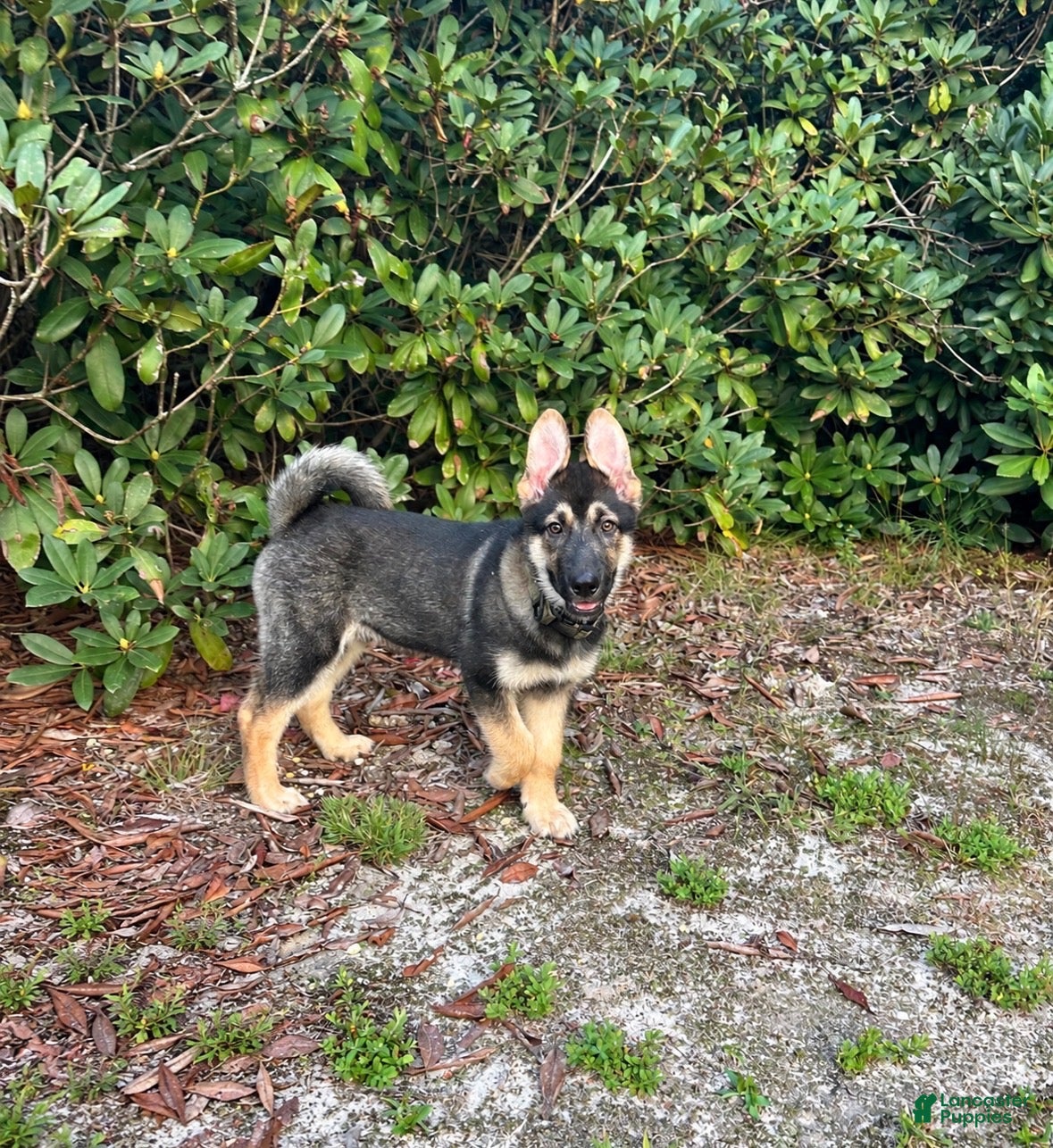 Mixed Breed dogs Maverick - Ad 18