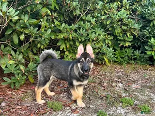Mixed Breed dogs Maverick - Ad 18