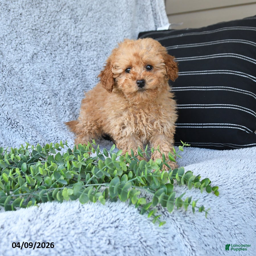 Toy Poodle dogs Liam - Ad 1