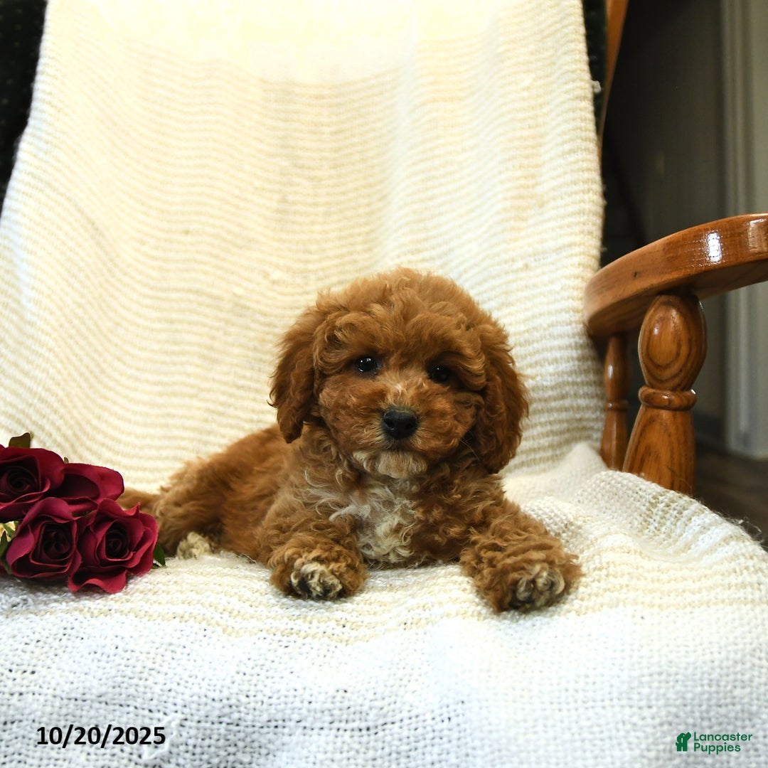 Cockapoo dogs for sale: Cindy - Ad 9