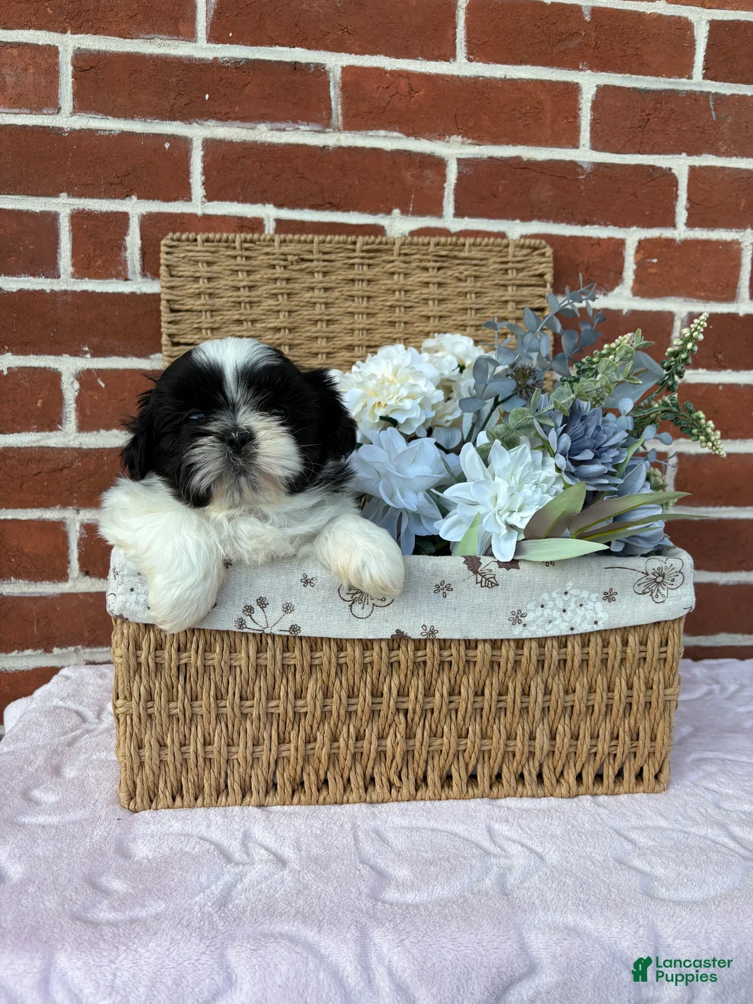 Shih Tzu dogs for sale: Winnie - Ad 1