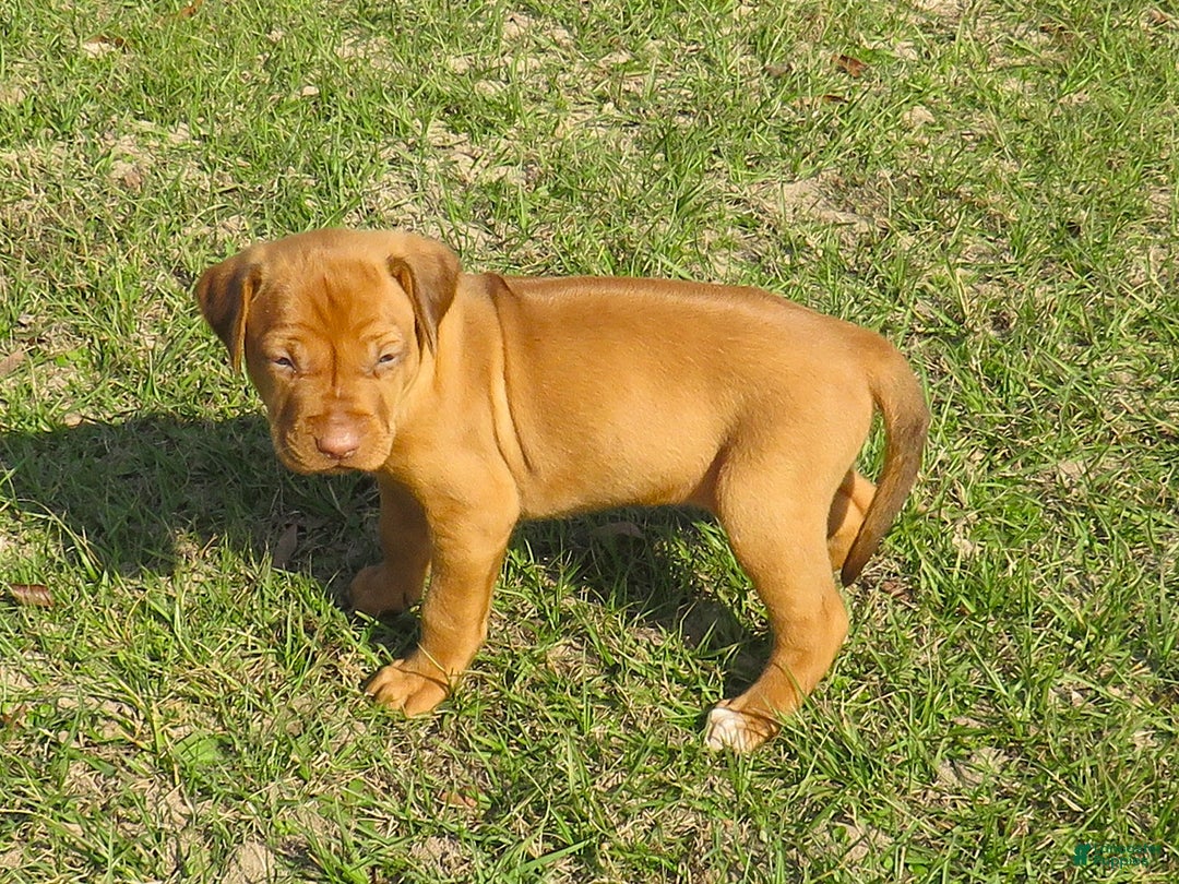Rhodesian Ridgeback dogs for sale: Rhodesian Ridgeback Puppy 2 - Ad 1