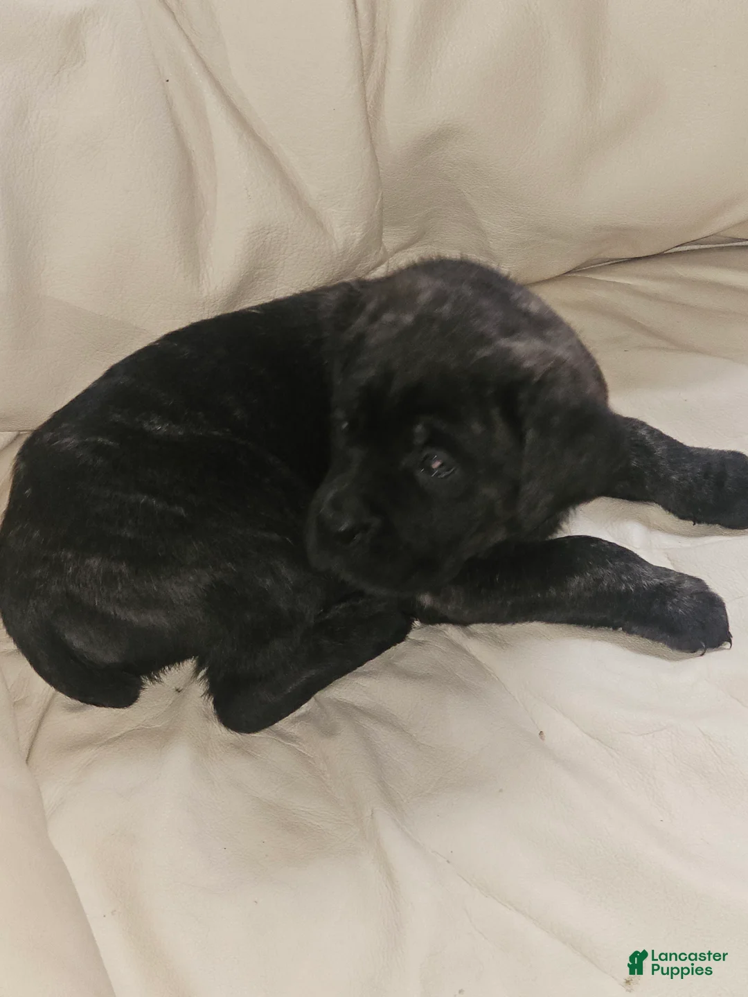 Cane Corso dogs for sale: Cane Corso Puppy 3 - Ad 2