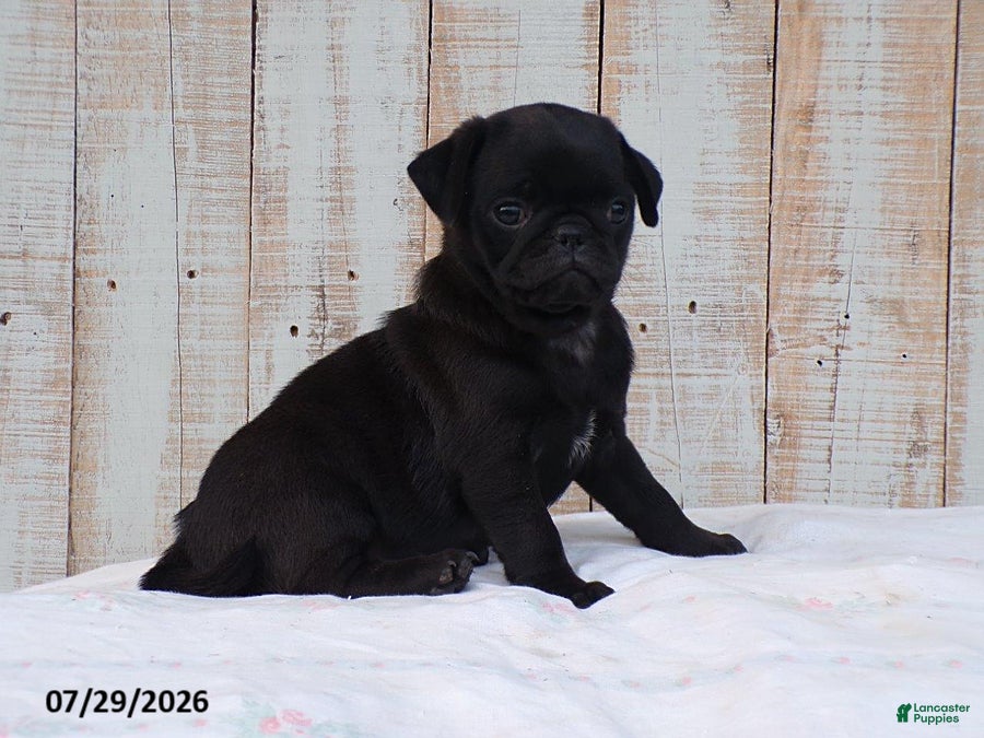 Pug dogs Candy - Ad 1