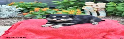 Mixed Breed dogs for sale: Allie - Ad 2