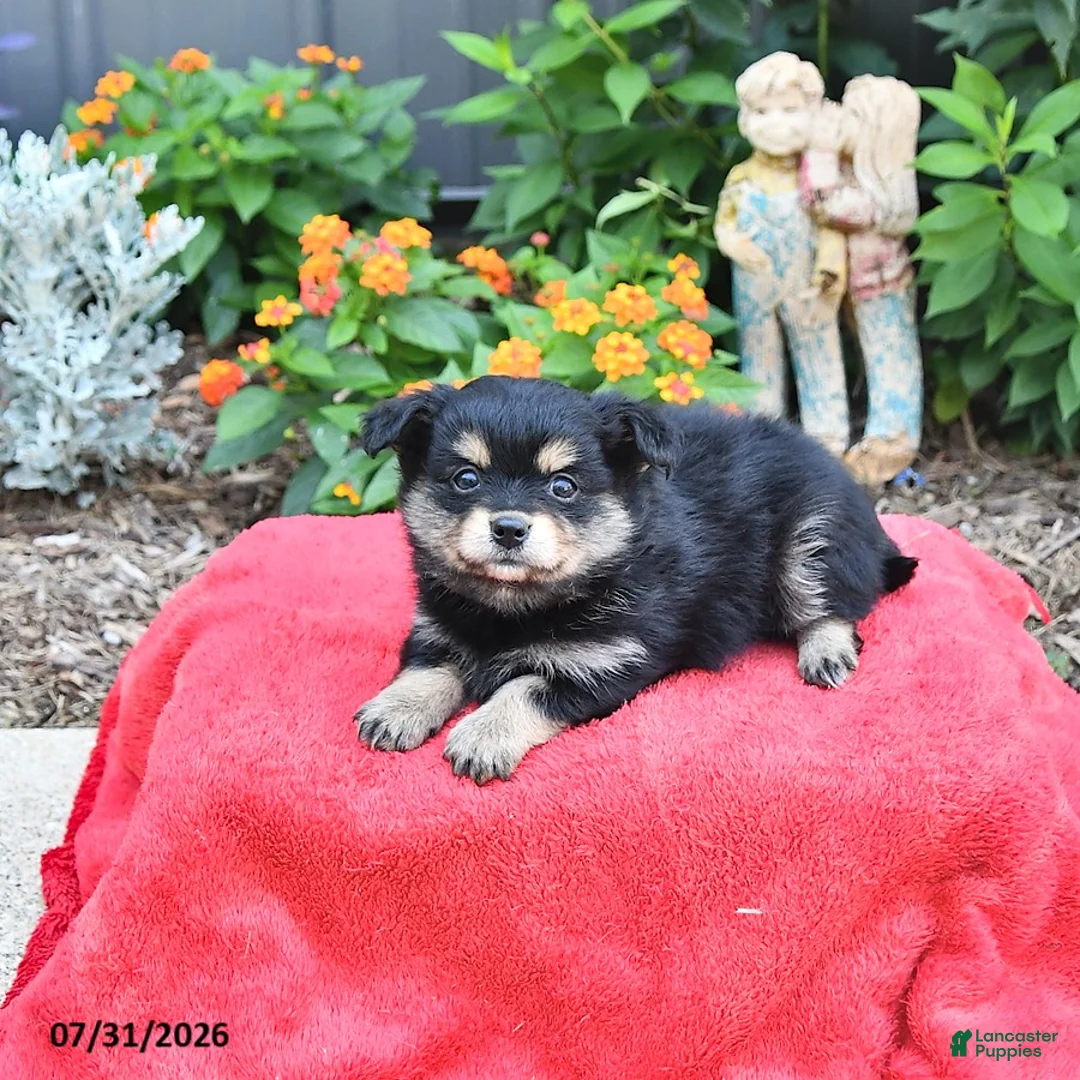 Mixed Breed dogs for sale: Allie - Ad 2