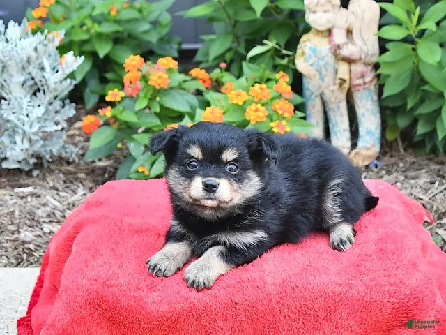 Mixed Breed dogs for sale: Allie - Ad 2