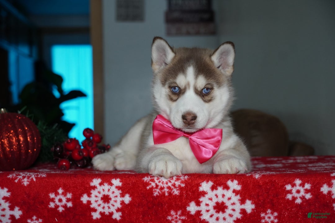 Siberian Husky dogs for sale: River - Ad 2