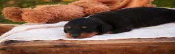 Miniature Dachshund dogs for sale: Lottie Miniature Dachshund  - Ad 5